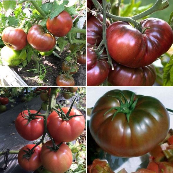 Hạt giống Cà chua đen khổng lồ nhập Nga - 1