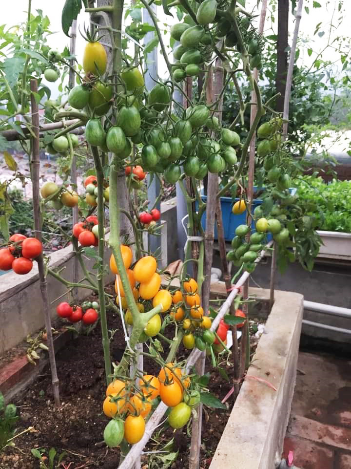 Hạt giống Cà chua trái cây nova F1