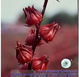 Hạt giống Atiso đỏ Bụp Giấm (Hibiscus sabdariffa L)