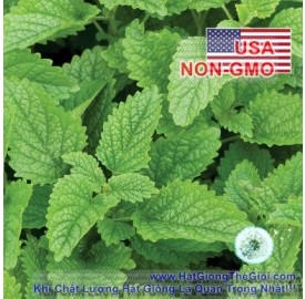 Hạt giống bạc hà chanh Melissa (Melissa officinalis)