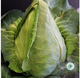 Hạt giống bắp cải trái tim Chịu Nhiệt USA (Brassica)