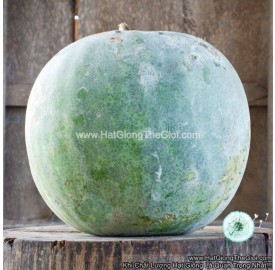 Hạt giống bí hương tròn thơm 