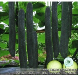 Hạt giống bí đao xanh trái dài (Cucurbitaceae)