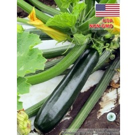 Hạt giống bí ngòi xanh dài 