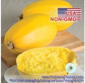 Hạt giống Bí mì sợi Squash Spaghetti 223