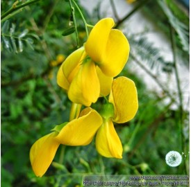 Hạt giống bông điên điển Miền Tây (Sesbania sesban)