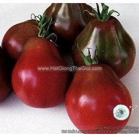 Hạt giống cà chua quả lê đại