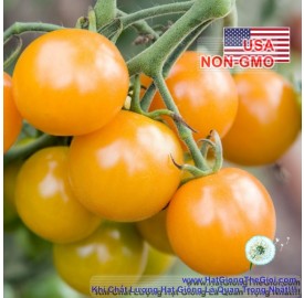 Hạt giống cà chua cherry siêu Ngon Ngọt SunGold (Solanum lycopersicum) 25 hat