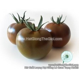 Hạt giống Cà chua socola quả to trái ngọt khổng lồ nhập khẩu F1 