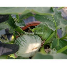 Hạt giống Cà dĩa da xanh 