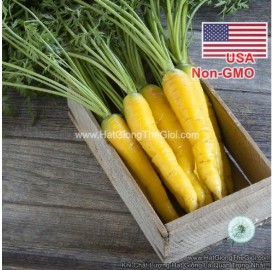 Hạt giống cà rốt vàng Gold (Daucus carota)