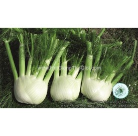 Hạt giống củ hồi Fennel Rondo F1