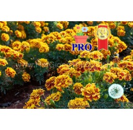 Hạt giống hoa vạn thọ F1Pro 20CM