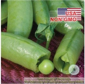 Hạt giống đậu hà lan Leo Siêu Ngon Sugar Snap (Pisum sativum)