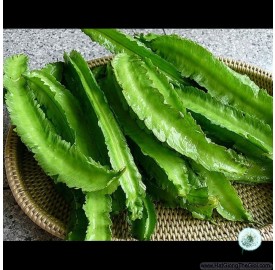 Gói 100gr Hạt giống đậu rồng cao sản 100gr