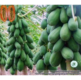 Hạt giống Đu đủ ruột đỏ lai F1 trái to 