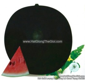 Hạt giống dưa hấu trái tròn to xanh đẹp trưng Tết 12kg