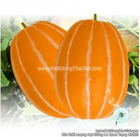 Hạt giống dưa lê hàn quốc Truyền Thống