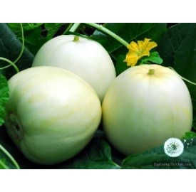 Hạt giống dưa lê siêu ngọt (Cucumis melo)