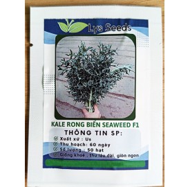 Hạt giống cải kale rong biển xoăn seaweed F1