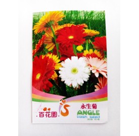Hạt giống hoa cúc đồng tiền nhiều màu nhập khẩu Đài Loan