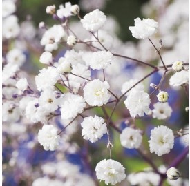 Hạt giống hoa Baby Breath Lâu Năm Bông Nhỏ (Gypsophila)