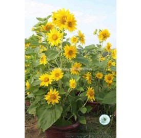Hạt giống hoa hướng dương tháp siêu bông 