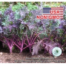 Hạt giống cải Kale Đỏ Red Russian (Brassica oleracea, Acephala)