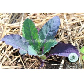 Hạt giống kale khủng long Tím Dazzling Blue