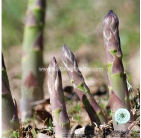 Hạt giống măng tây tím (Asparagus officinalis)