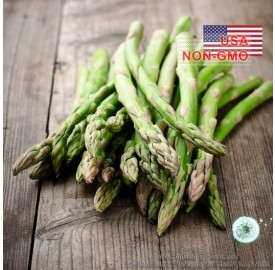 Hạt giống măng tây xanh Washington (Asparagus officinalis)