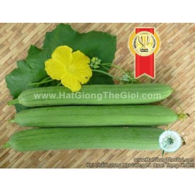 Hạt giống Mướp hương xanh lai F1 gói lớn 20gr