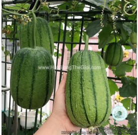 Hạt giống mướp táo 