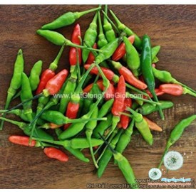 Hạt giống Ớt xiêm rừng Thái Lan