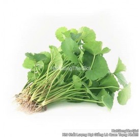 Hạt giống rau má Lá Lớn 10gr