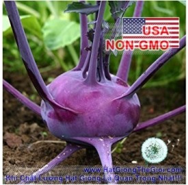 Hạt giống su hào tím Vienna (Brassica oleracea Gongylodes Cultivar)