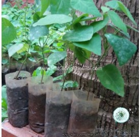 Hạt giống sương sâm lông (Tiliacora triandra)