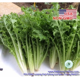 Hạt giống Rau Xà Lách Frisee