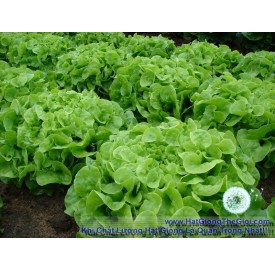Hạt giống xà lách Chịu Nhiệt Oakleaf (Lactuca sativa)
