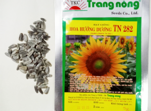 Hoa trồng dịp Tết - Hạt giống Hoa hướng dương thân cao, bông đơn to Trang Nông TN 282 (Sun Flower)