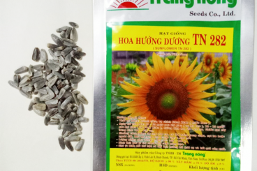 Hoa trồng dịp Tết - Hạt giống Hoa hướng dương thân cao, bông đơn to Trang Nông TN 282 (Sun Flower)