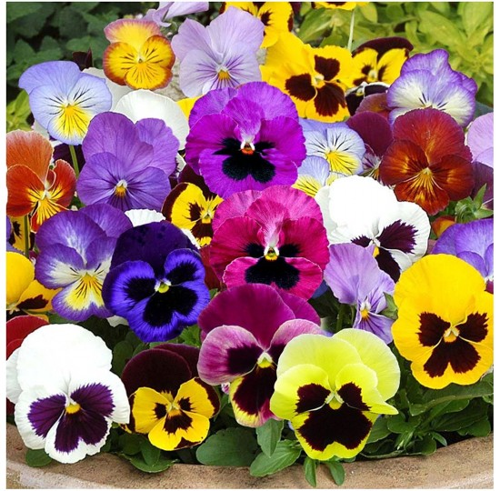 Hạt giống hoa Viola, cánh bướm, Pansy nhiều màu Rạng Đông