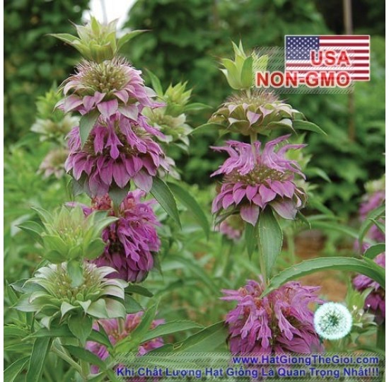 Hạt giống Bạc Hà Mint Lemon Trà Bạc Hà (Monarda citriodora )