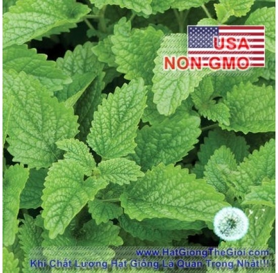 Hạt giống bạc hà chanh Melissa (Melissa officinalis)