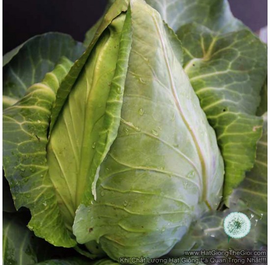 Hạt giống bắp cải trái tim Chịu Nhiệt USA (Brassica)