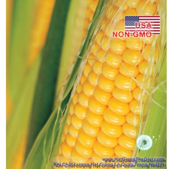 Hạt giống bắp Mỹ  Bantam (Zea mays var. rugosa)