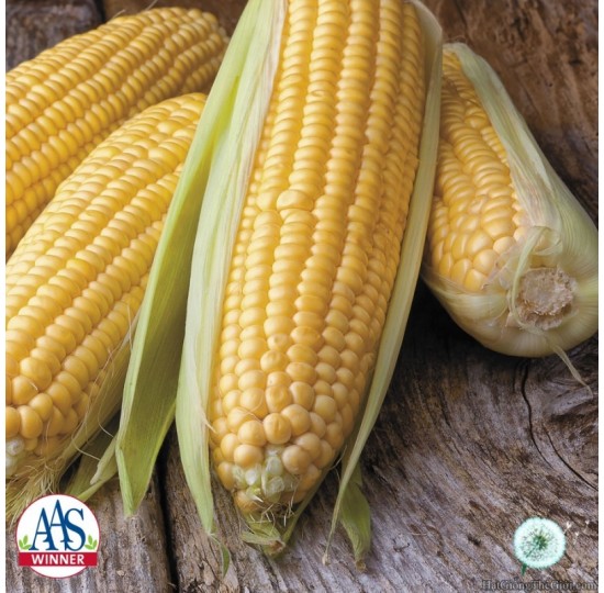 Hạt giống bắp Bắp Mỹ Honey (Zea mays var. rugosa)