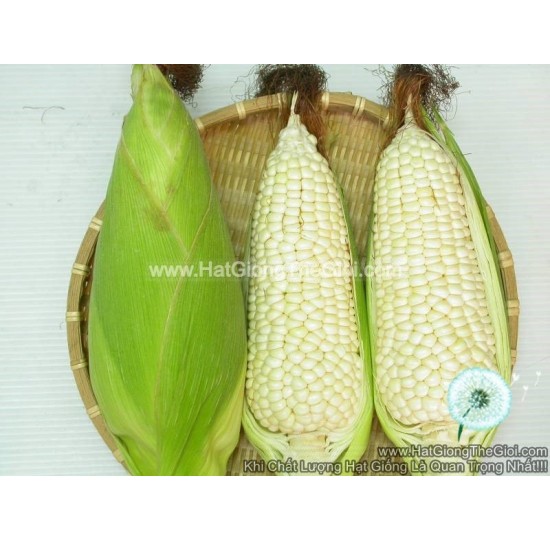 Hạt giống bắp nếp nù Dẻo Ngon