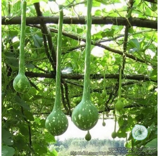 Hạt giống bầu gáo Dừa (Lagenaria siceraria)