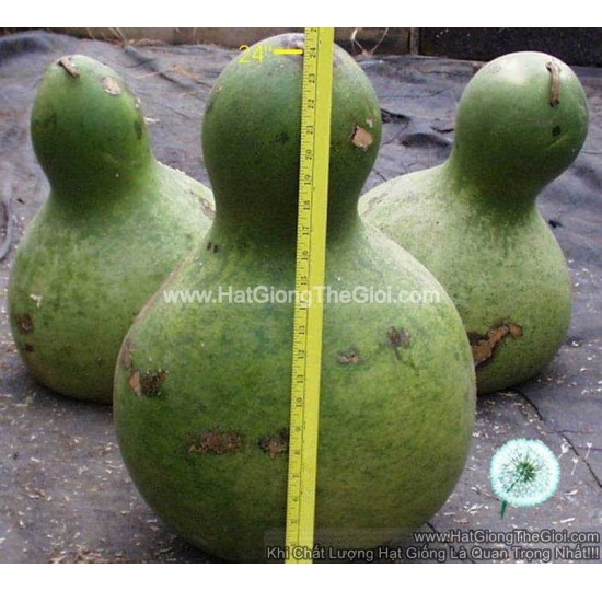 Hạt giống bầu hồ lô Khổng Lồ